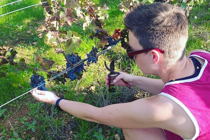 2 Wineries Small Group Tour with Free Hotel PickUp from Sitges - Getting Around: Pickup Details and the Real Timing