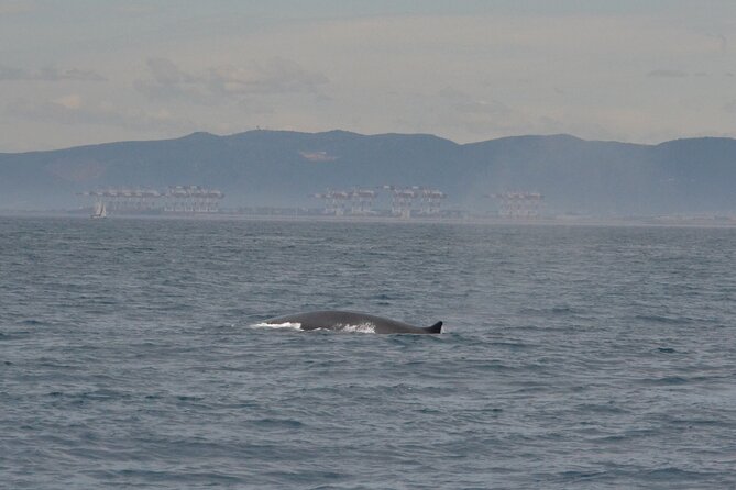 8-Hour Whale Watching in Barcelona - Key highlights to look for