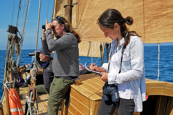 8-Hour Whale Watching in Barcelona - Wildlife Odds on the Open Water, Including Dolphins and Sunfish