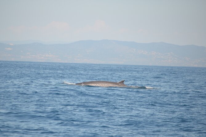 8-Hour Whale Watching in Barcelona - The Sail-Hoisting Return Trip: Hands-On Sailing