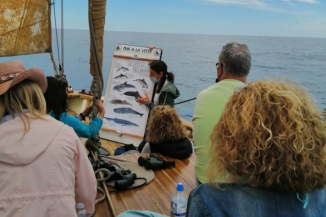 8-Hour Whale Watching in Barcelona - What You Actually Get for the Time and Effort