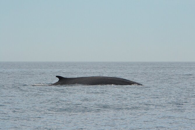8-Hour Whale Watching in Barcelona - Traditional Wooden Boat, Pirate-Style Vibes, and a Real Crew