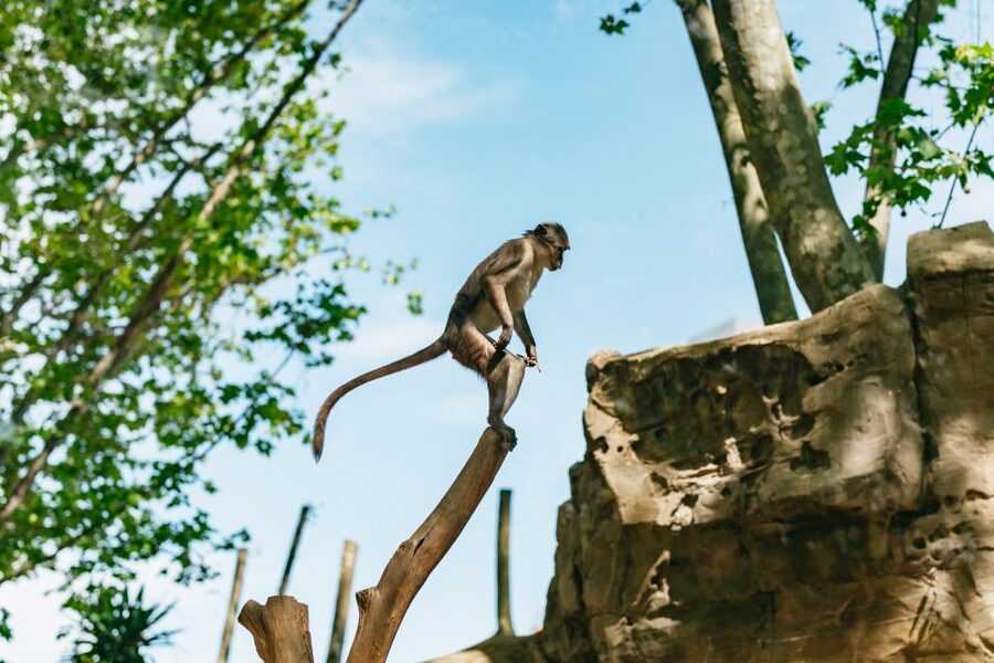 Barcelona: 1-Day Ticket to Barcelona Zoo - Key highlights to know before you go