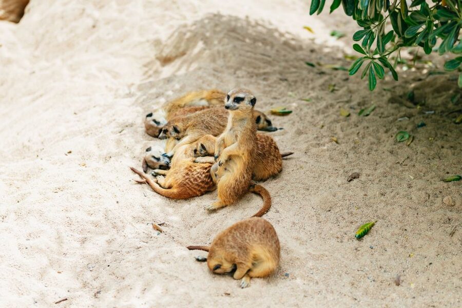 Barcelona: 1-Day Ticket to Barcelona Zoo - Price and value: why a $27 ticket can work