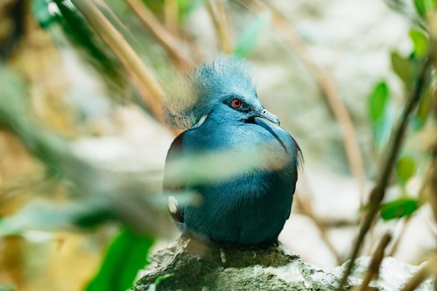 Barcelona: 1-Day Ticket to Barcelona Zoo - Your self-guided day plan: what to do once you enter