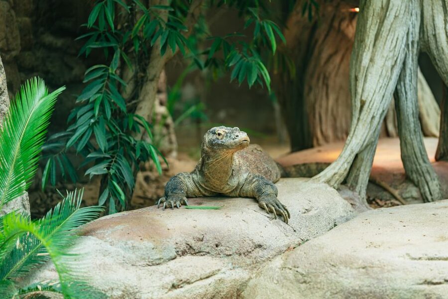 Barcelona: 1-Day Ticket to Barcelona Zoo - Food, cafés, and getting a break without losing momentum