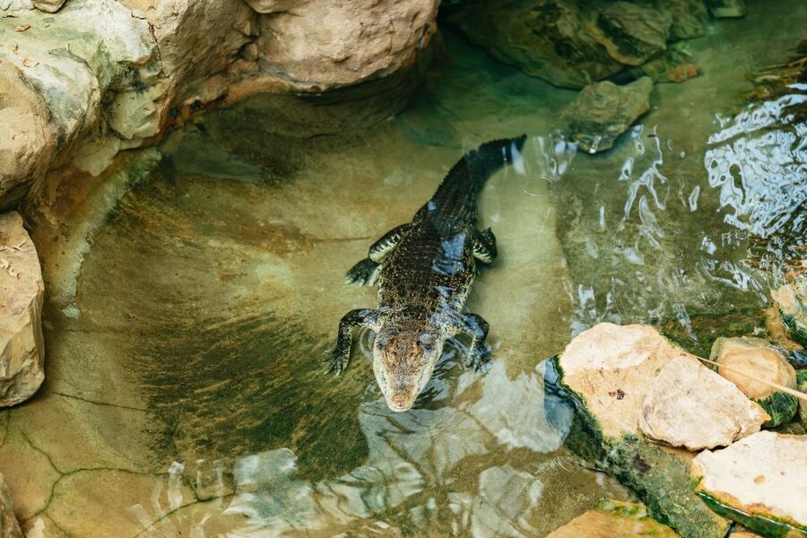 Barcelona: 1-Day Ticket to Barcelona Zoo - Best time to go: opening hours and when crowds feel lighter