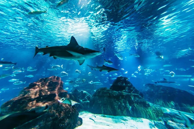 Barcelona Aquarium: Entry Ticket - Key highlights to know before you go