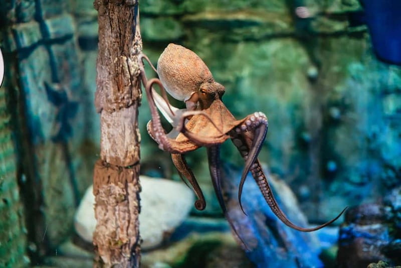 Barcelona Aquarium: Entry Ticket - Ticket Basics: What Your Barcelona Aquarium Entry Really Includes