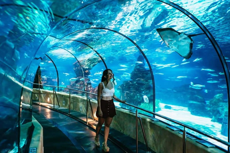 Barcelona Aquarium: Entry Ticket - Oceanarium Tunnel: The 80-Meter Walk With Sharks Overhead