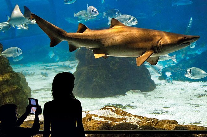 Barcelona Aquarium Skip the Line Ticket - L’Aquarium de Barcelona: 11,000 Animals and 450 Species