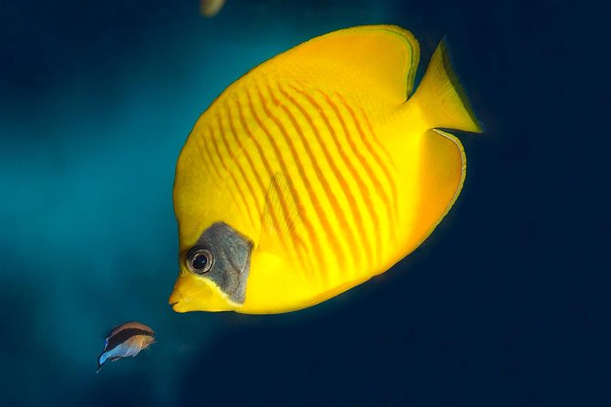Barcelona Aquarium Skip the Line Ticket - Planeta Aqua and Explora: Learning With Penguins and Senses