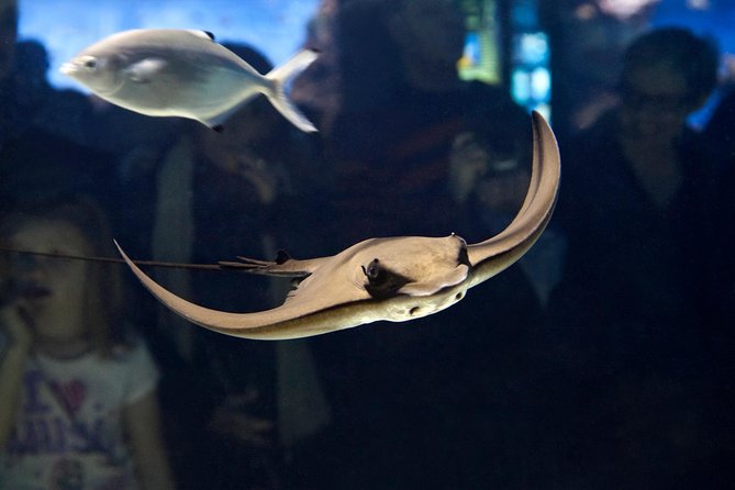 Barcelona Aquarium Skip the Line Ticket - Feeding Sessions: Worth It If You Time It