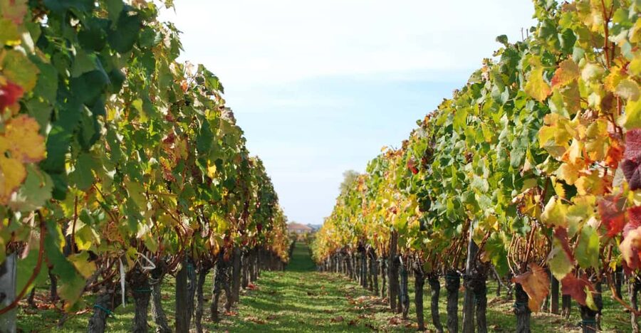Barcelona: Coastline E-Bike and Wine Tasting Tour - Alella winery tour: vineyard walk, cellar time, and learning the process