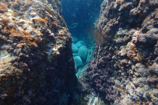 Barcelona Costa Brava Kayak, Snorkel & Cliff Jump Day Tour - Snorkeling spots: what you might see and how to enjoy it