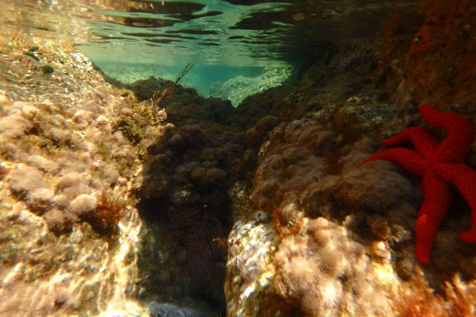 Barcelona Costa Brava Kayak, Snorkel & Cliff Jump Day Tour - Price and value: is $102.79 a fair deal for a full Costa Brava day?