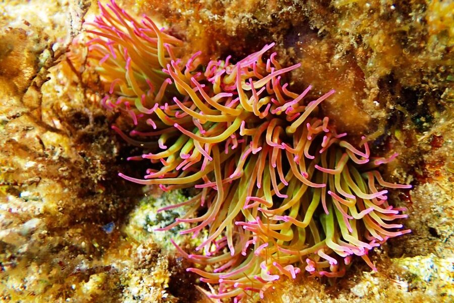 Barcelona: Costa Brava Kayak, Snorkel & Cliff Jump & Lunch - Sea Kayaking in Costa Brava: Coves, Caves, and Rock Tunnels