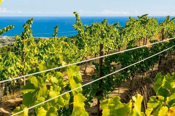 Barcelona eBike Beach Private Tour to Vineyards & Picnic - The coast ride matters more than you think