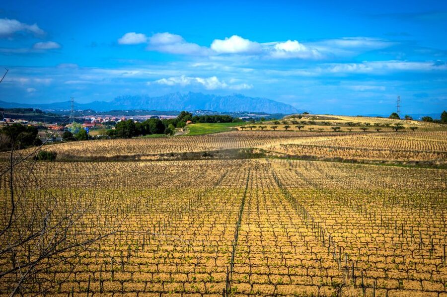 Barcelona: Guided Half-Day Wine and Electric Bike Tour - The Winery That Anchors It All: Family-Owned, Ecological, Fourth-Generation Makers