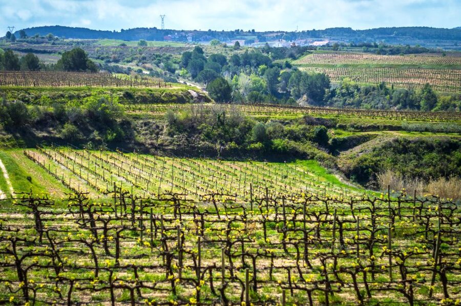 Barcelona: Guided Half-Day Wine and Electric Bike Tour - Price and Value: Is $101 Worth It?