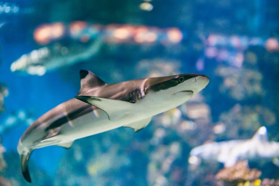 Barcelona: Hop-On Hop-Off Bus & Aquarium Tour - Audio Guide and Stops Guide: The Languages You’ll Actually Use