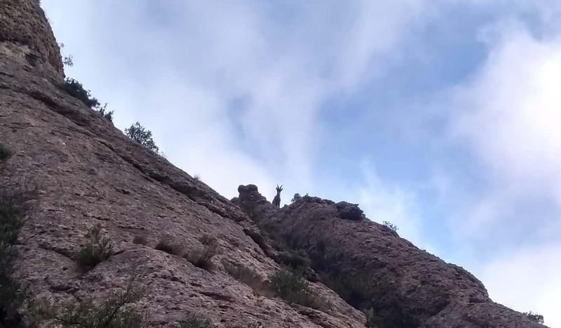 Barcelona: Montserrat Monastery and Natural Park Guided Tour - Group size, language, and why your guide changes everything