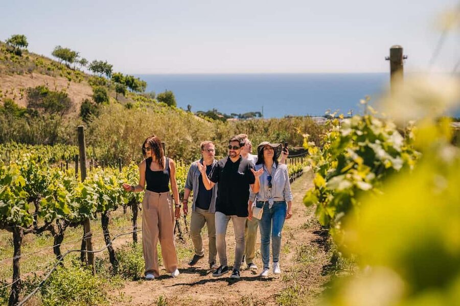Barcelona: Sailing Cruise & Vineyard Tour with Wine Tasting - How the 4-hour format works, with transfers that keep it light