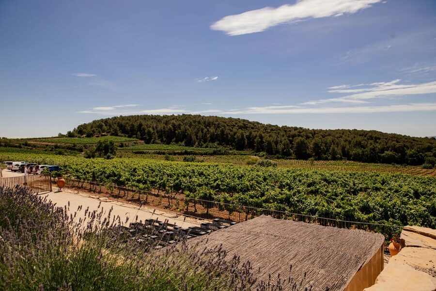 Barcelona: Vineyard Horseback Riding & Wine Tasting + Tapas - Price at $324 per person: when it feels like value, when it doesn’t