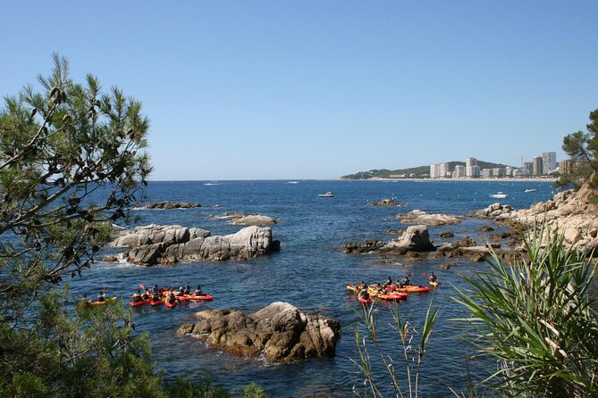 Costa Brava Guided Kayak and Snorkeling Excursion in Playa de Aro - What you might see while snorkeling: fish, algae, crabs, and sea snails