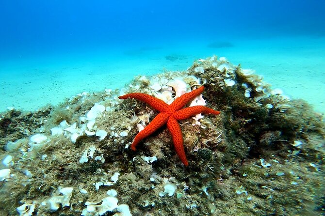 Costa Brava: Scuba Diving Tour, Lunch and a Visit to Tossa de Mar - What You’ll See: Tossa’s Walls and Coastal Sea Life