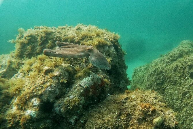 Costa Brava: Scuba Diving Tour, Lunch and a Visit to Tossa de Mar - Price and Value: What You’re Really Paying For
