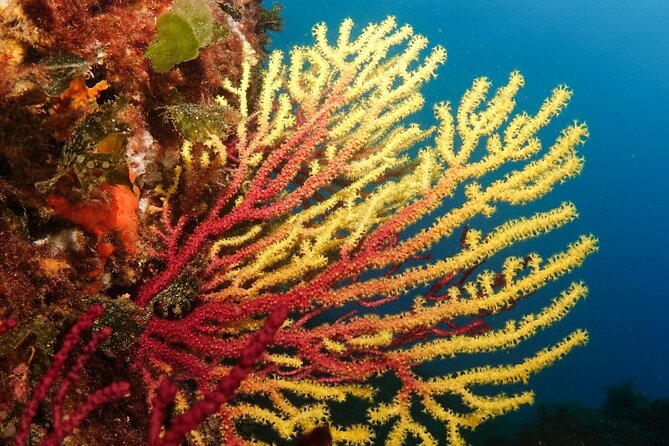 Diving baptism in the Montgrí Natural Park - Price and Value: $95.31 That Can Lead to the Real Course
