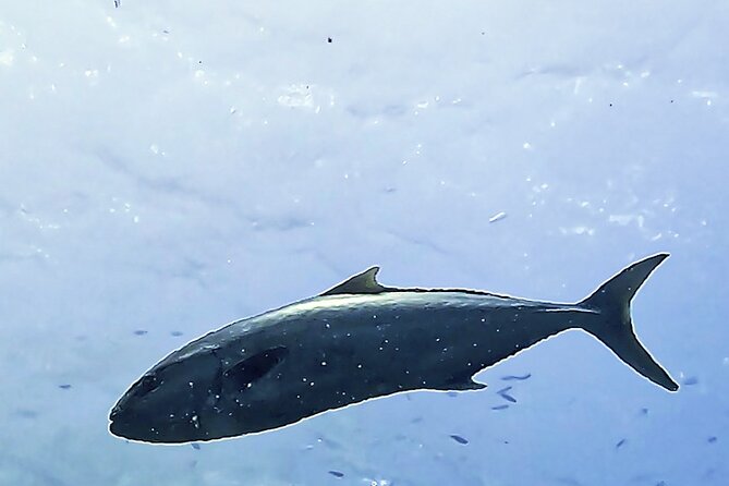 Diving baptism in the Montgrí Natural Park - Small Group, Easy Meet-Up, and How to Prepare