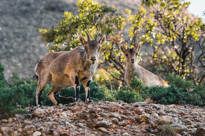 Elegant Private Picnic in Montserrat at 1100m Altitude - Outward route: following Torrent de Santa María and spotting hermitages