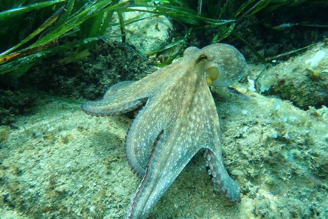 Explore Costa Brava & Tossa de Mar Coastal Trails, Snorkel & Meal - Private Vehicle and Small Group: The Comfort Factor