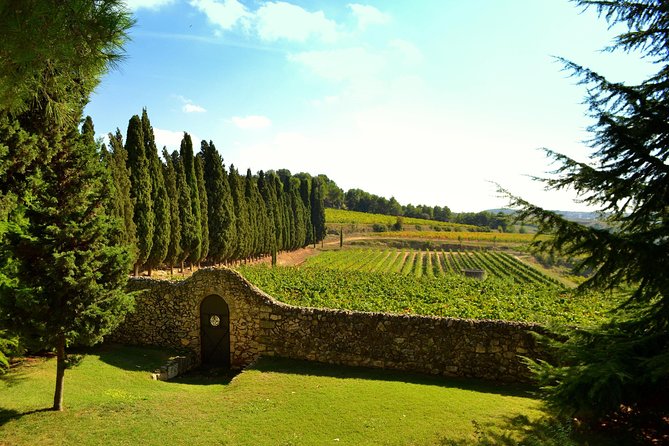 From Barcelona: El Penedès Hike & Wines - The 2-Hour Vineyard Hike Through Penedès DO Country