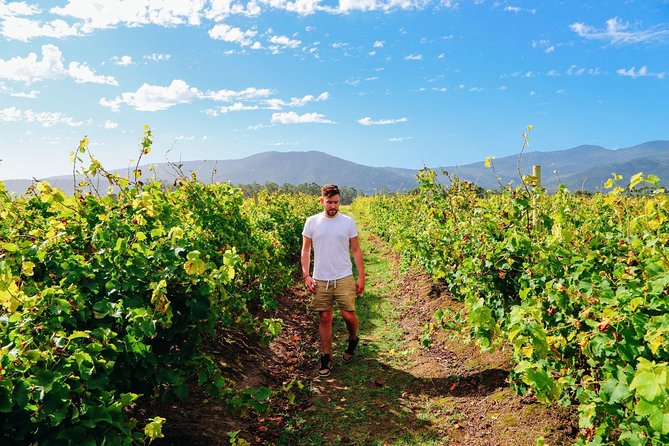 From Barcelona: El Penedès Hike & Wines - What Snacks, Water, and Timing Feel Like in Real Life