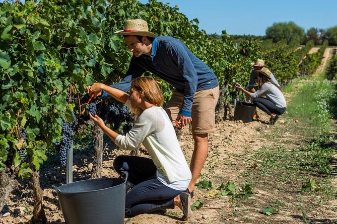 From Barcelona: El Penedès Hike & Wines - The Guides Make or Break It, and Here They Land Strong