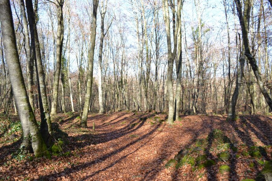 From Barcelona: Medieval Villages and Volcanic Hiking Tour - Hiking in the La Garrotxa Volcanic Zone Natural Park