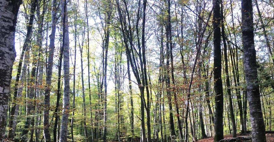 From Barcelona: Medieval Villages and Volcanic Hiking Tour - Getting to La Garrotxa: the minivan ride and small-group pacing