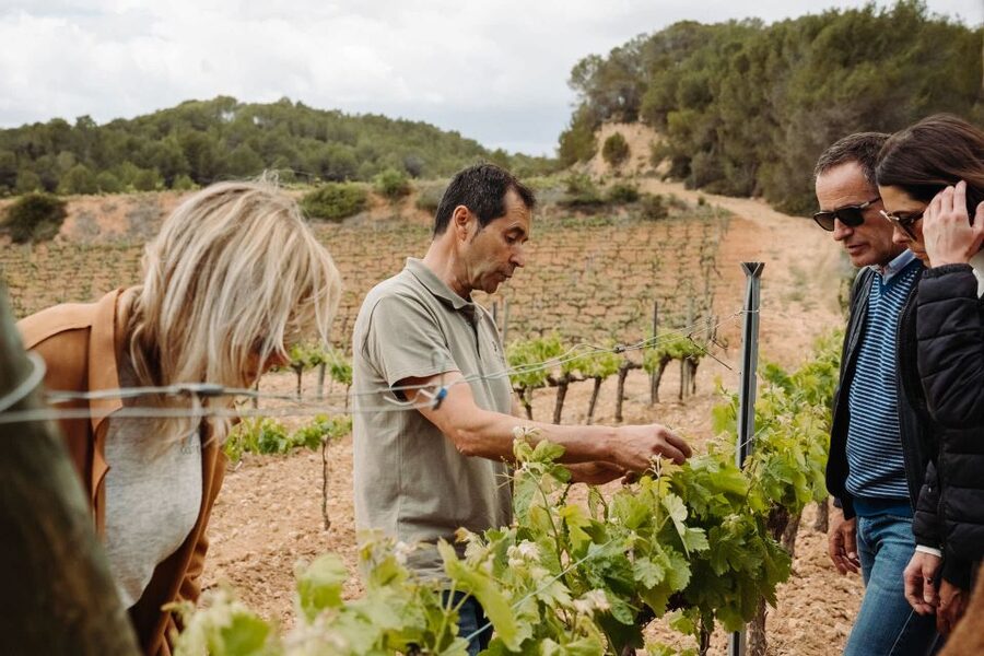 From Barcelona: Montserrat & Cava Winery Day Trip - The switch to Penedès: learning cava without the wine-snob lecture