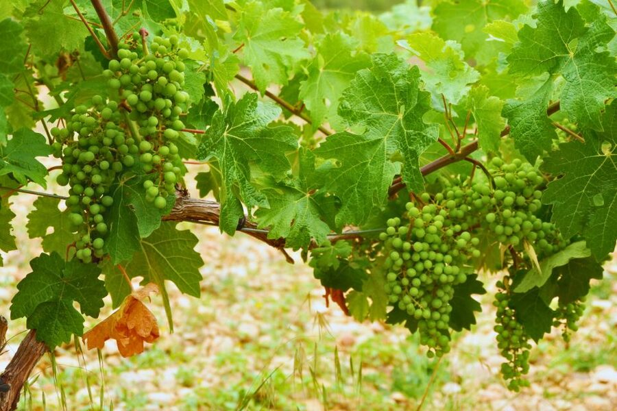 From Barcelona: Priorat's Exclusive Cellars, Wines & Nature - Your guide, bilingual hosting, and the value of real hosting