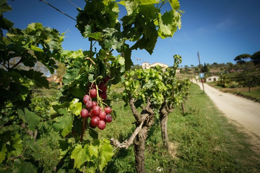 From Barcelona: Sailing and Wine Tasting Experience - A 14th-century Alella winery estate, plus the ride and stroll
