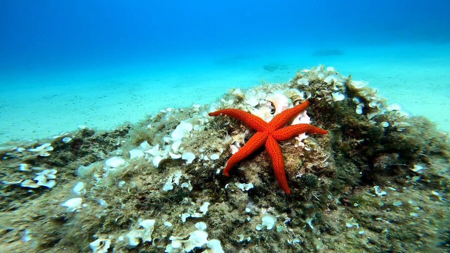 From Barcelona: Tossa de Mar Scuba Diving and 3-Course Meal - From Barcelona to Costa Brava: what the day really feels like