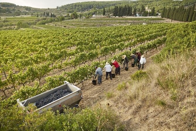 From Barcelona: Wine Cellar Visit in Penedes with Tasting - Getting There: Estación de Francia to the Cellar in About One Hour