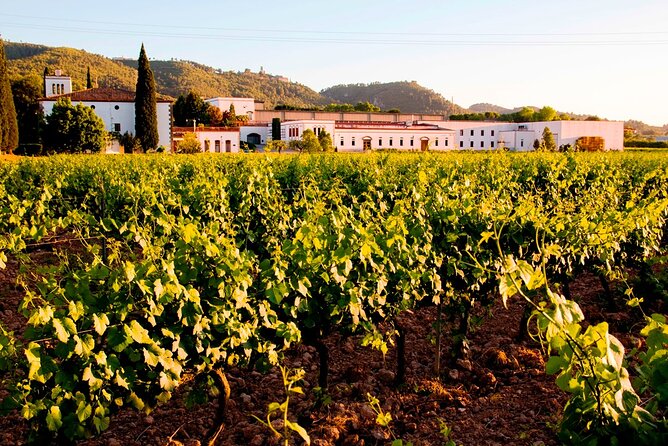 From Barcelona: Wine Cellar Visit in Penedes with Tasting - Reviews-Driven Highlights You Can Count On