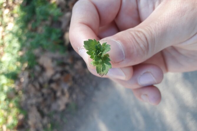 Half Day Gastronomic Wild Walk in Girona - The $72.09 price check, and what you get for it
