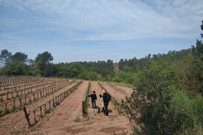 Half Day Private Wine & Oil Tasting Tour near Barcelona with hotel pick up - Price and what you get for $486.64 per person