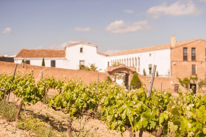 High-End Vineyard Escape: Cava, Tapas & Wine | Private Tour - What the Tasting Experience Feels Like (And How to Get the Most)