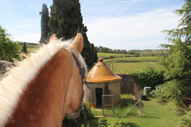 Horseback Ride, Penedes, Wine Tasting & Tapas Private Tour - Wine And Tapas Lunch: A Proper Included Meal, Not An Afterthought